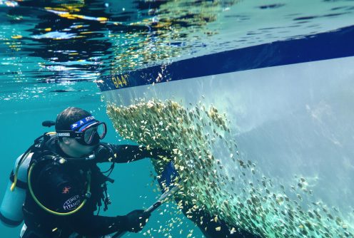 A diver cleans the hull of a yacht in a marina, ensuring longevity and performance. Barnacle Removal and Hull Cleaning protects marine vessels.