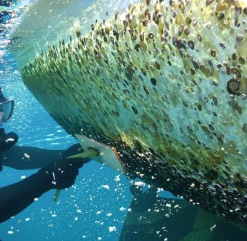 A diver scrapes off barnacles and algae from a boat’s hull underwater. Barnacle Removal and Hull Cleaning restores smooth sailing.